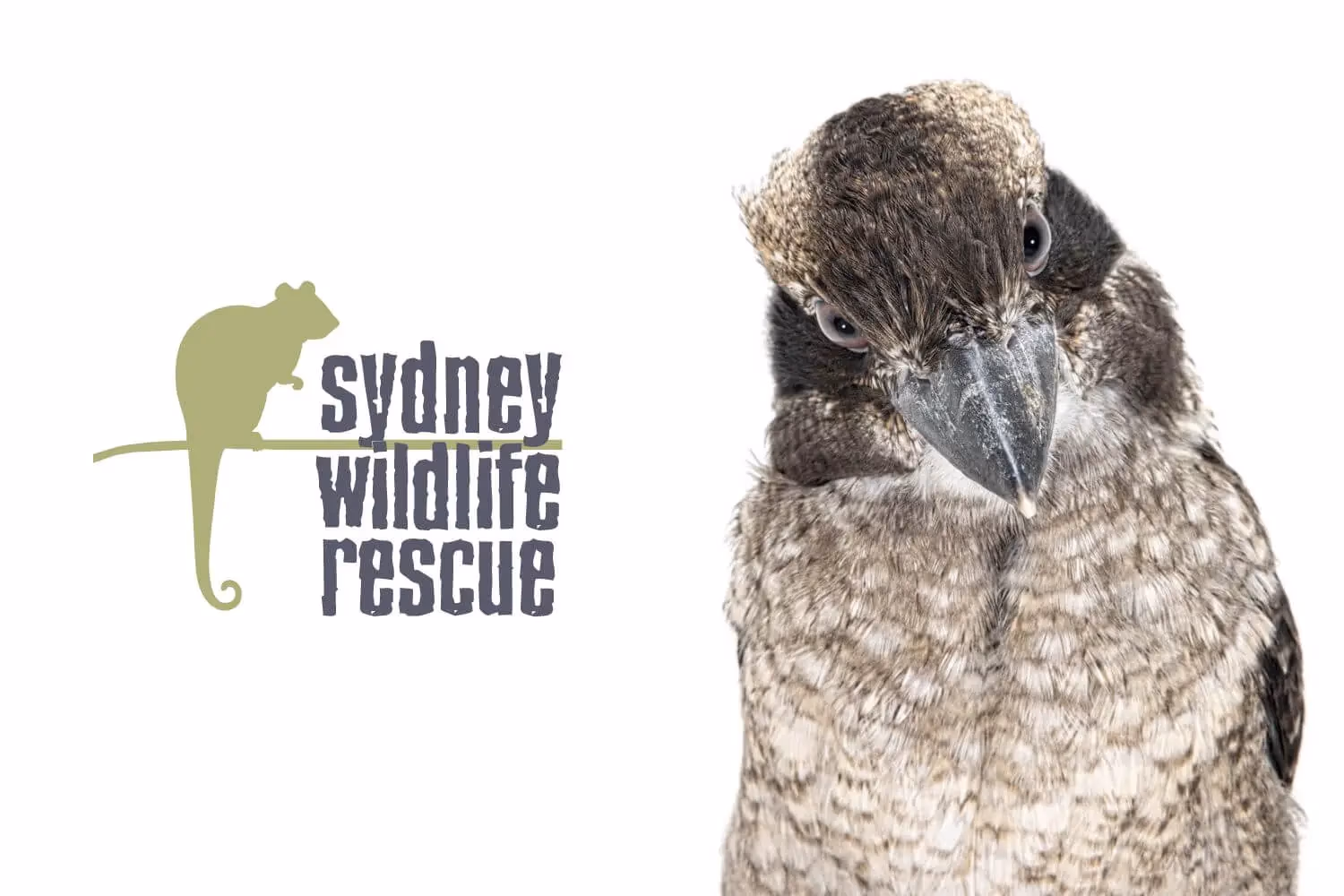 Sydney Wildlife Rescue